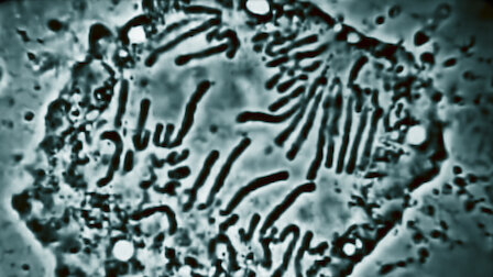 Watch Genetics. Episode 10 of Season 1.